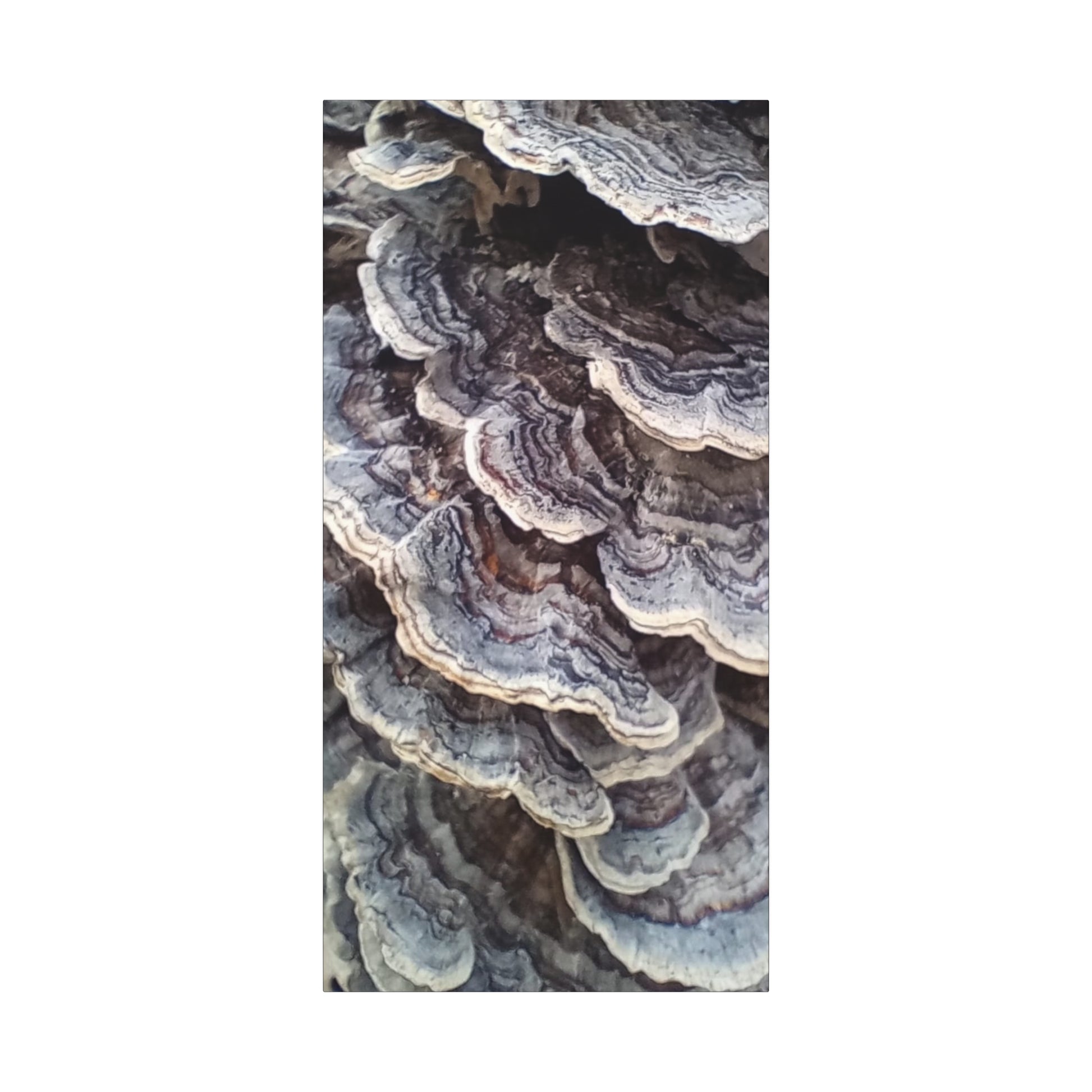 Layered