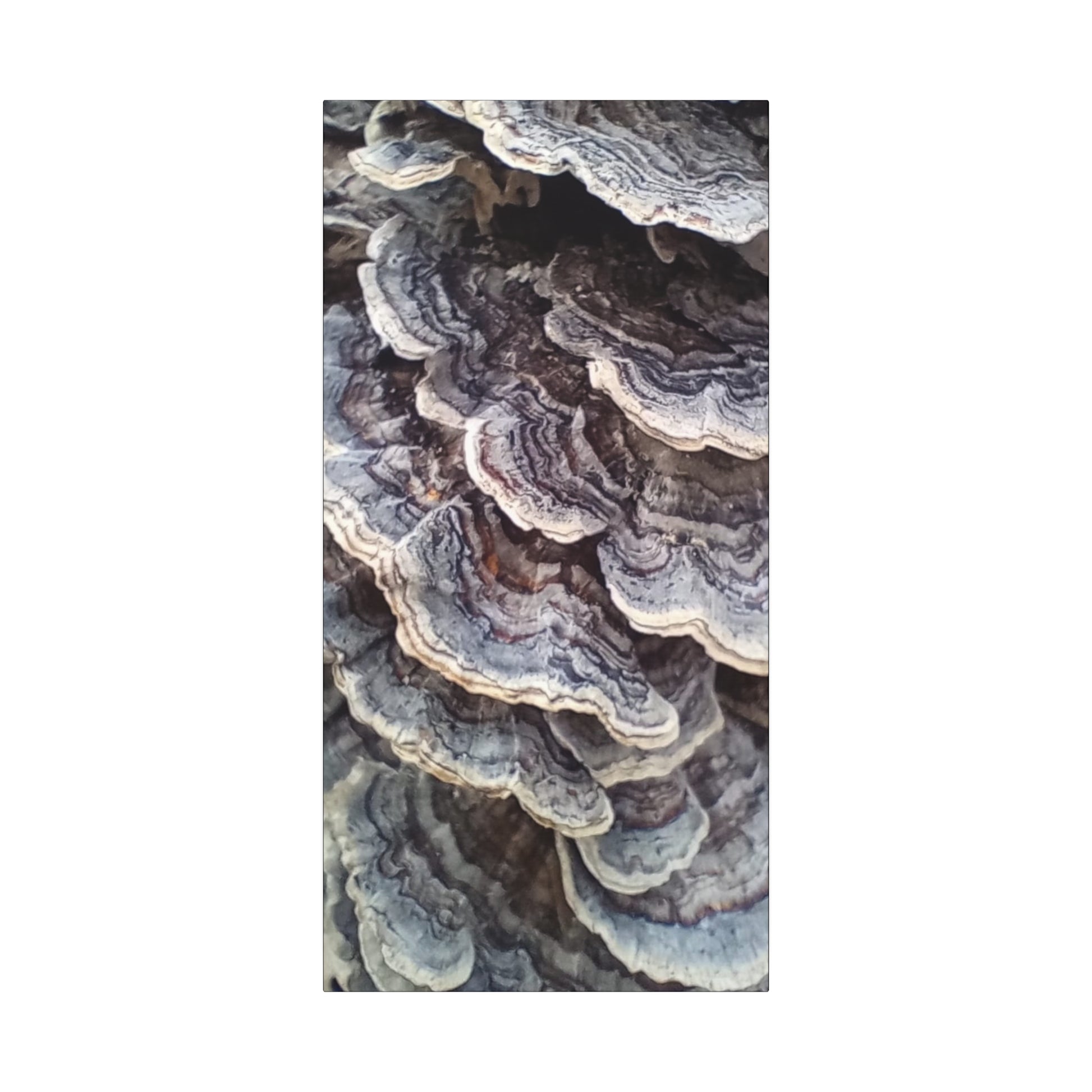 Layered